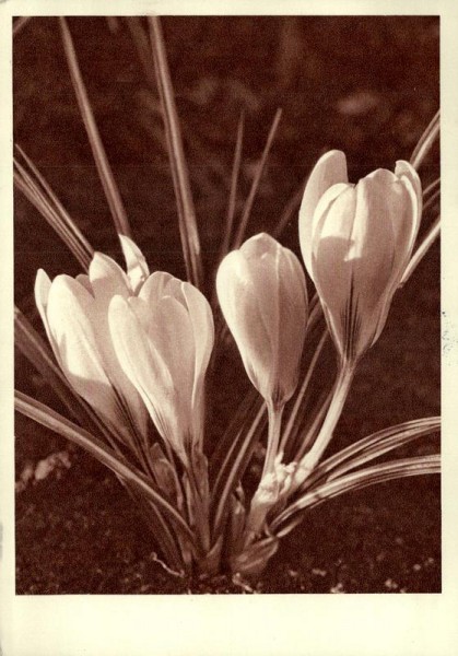 Krokus Vorderseite