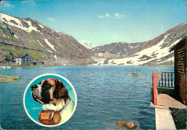 Grosser Sankt Bernhard Vorderseite