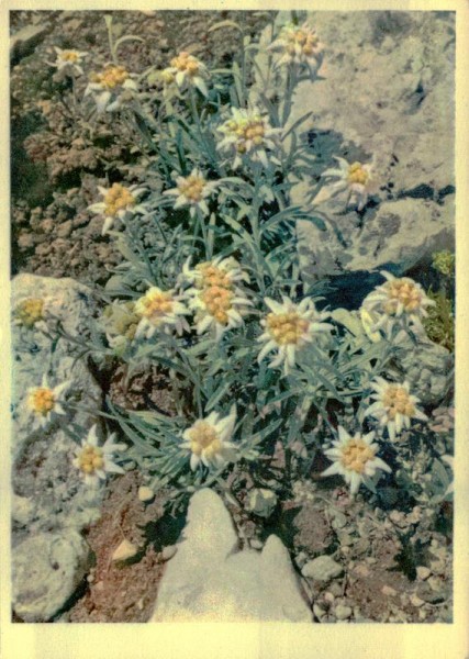 Edelweiss Vorderseite