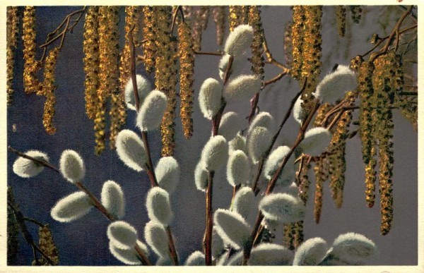 Weide und Erle Vorderseite