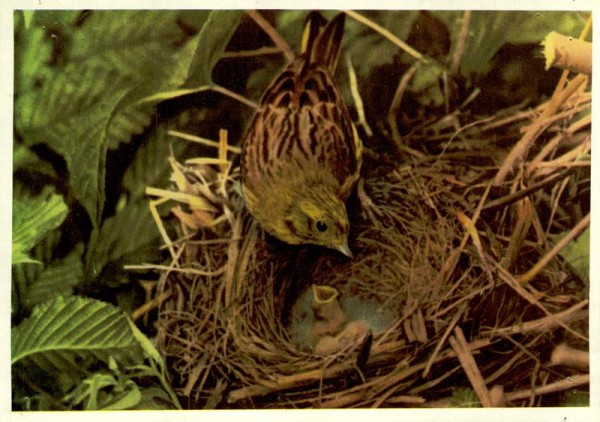 Goldammer am Nest Vorderseite