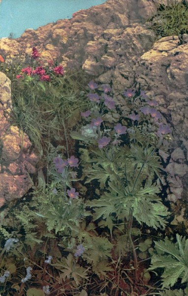 Geranium sylvaticum, Pedicularis verticillata, Myosotis alpestris Vorderseite
