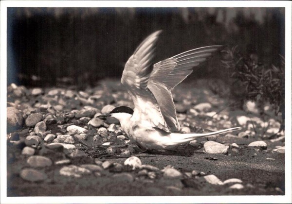 Flusseeschwalbe am Nest Vorderseite