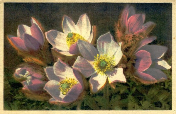 Frühlings-Alpenrose Vorderseite