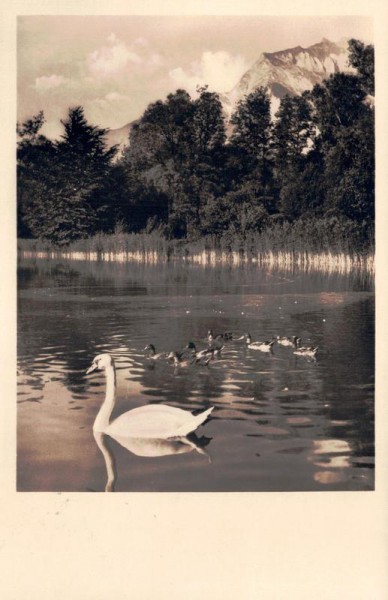Schwähne und Enten auf dem See Vorderseite