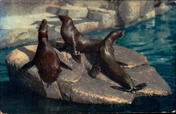 Zoo Basel, Seelöwen Vorderseite