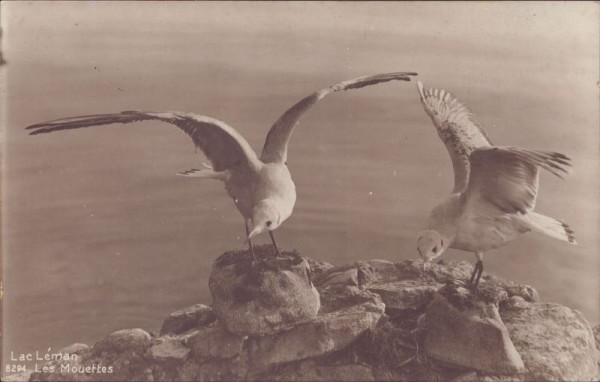 Lac Léman - Les Mouettes