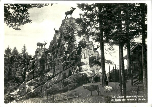St. Gallen, Steinbockfelsen Wildpark Peter und Paul Vorderseite