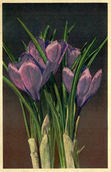 Frühlingskrokus Vorderseite