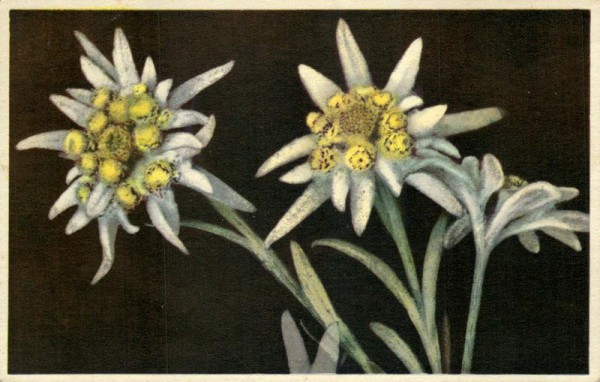 Edelweiss Vorderseite