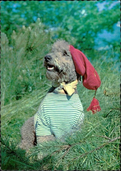 Hund mit Bekleidiung Vorderseite