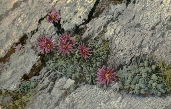 Sempervivum Funkii Vorderseite