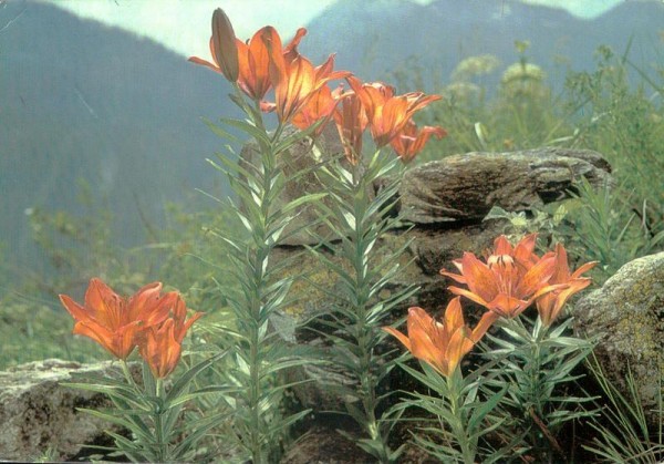 Feuerlilie Vorderseite