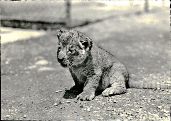 Zoologischer Garten Zürich/Junger Löwe Vorderseite