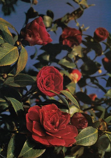 Kamelien aus dem Tessin Vorderseite