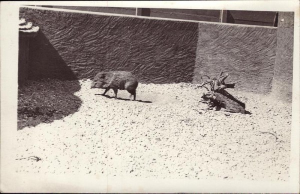 Schwein im Tierpark Vorderseite