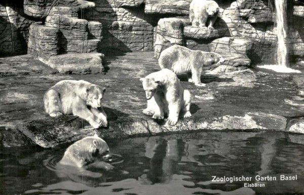 Zoologischer Garten Basel, Eisbären Vorderseite