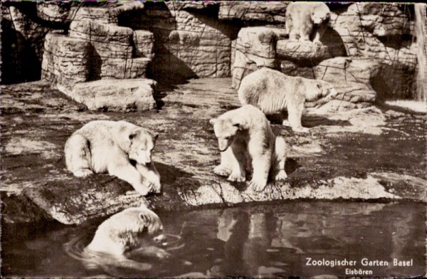 Zoologischer Garten Basel - Eisbären