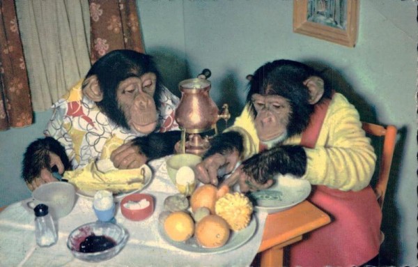 Affen beim Frühstück Vorderseite