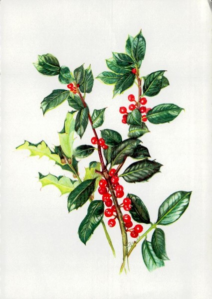 Stechpalme Vorderseite