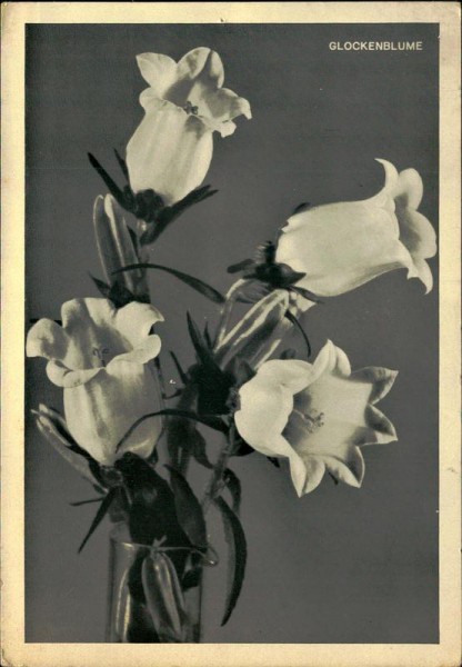 Glockenblume Vorderseite