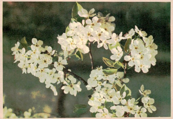 Kirschblütenzweig Vorderseite