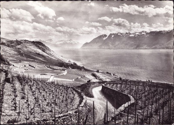 Vignoble de Lavaux et le Lac Léman