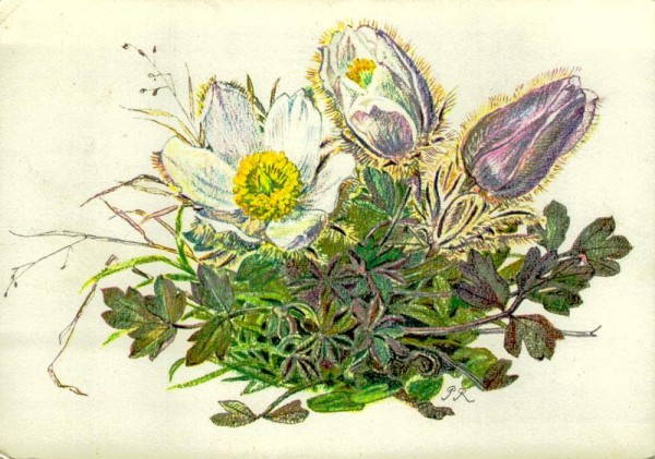 Frühlingsanemone Vorderseite