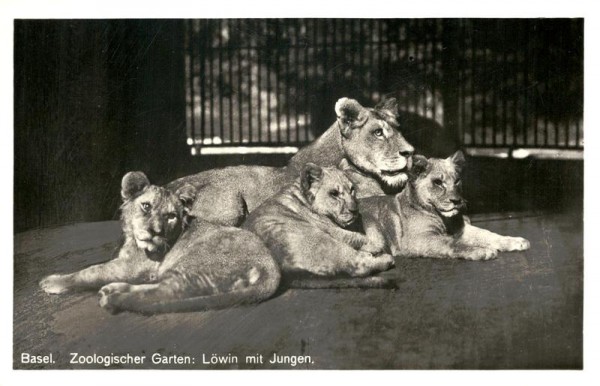 Löwin mit Jungen - Zoo Basel Vorderseite