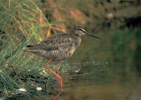 Dunkler Wasserläufer Vorderseite