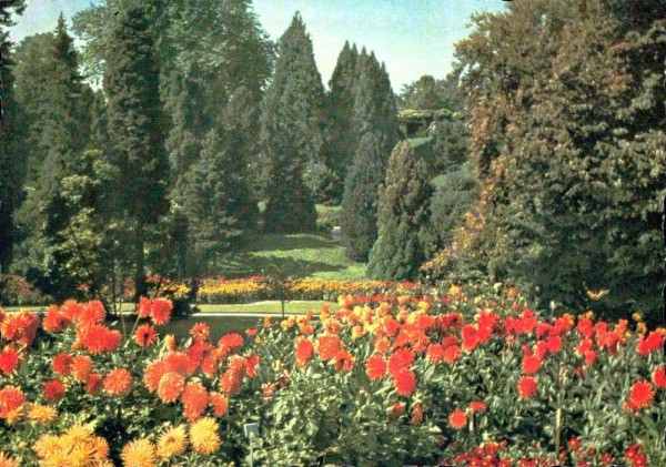 Insel Mainau im Bodensee, Dahlienschau im Ufergarten Vorderseite