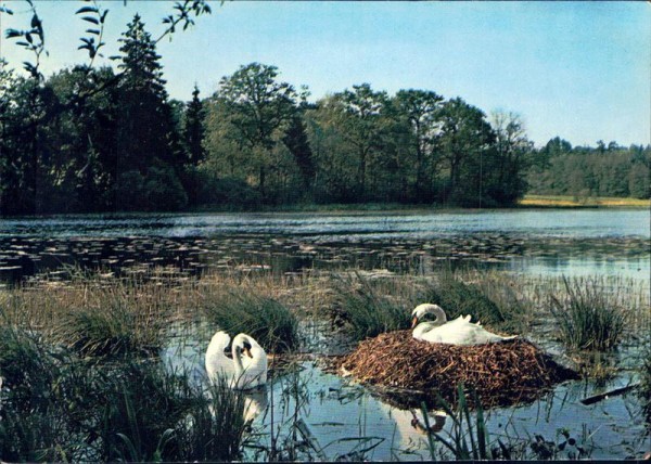 Frühling am Weiher Vorderseite