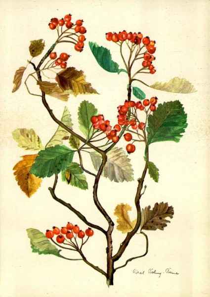 Zweige des Mehlbeerbaumes Vorderseite