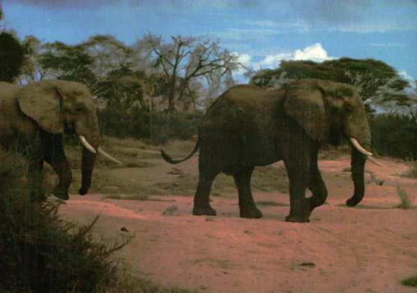 Elefanten im Tsavo-Nationalpark, Kenia Vorderseite