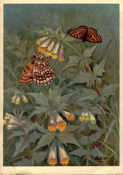 Wachtelweizenfalter, Nymphalidae: Melitaea athalia (Gemeiner Scheckenfalter) Vorderseite
