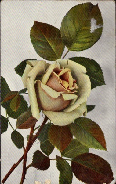 Rose Vorderseite