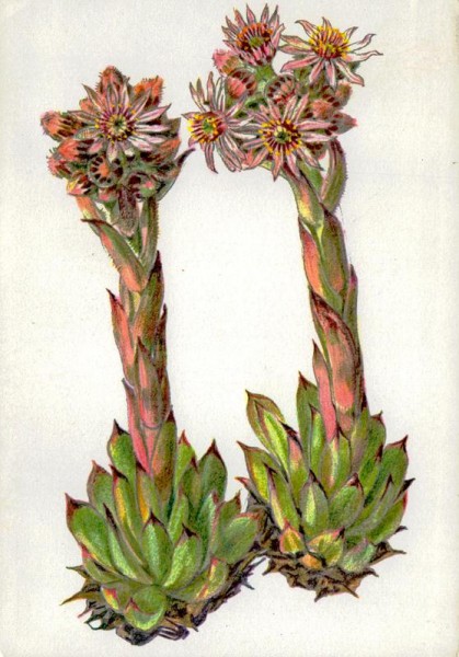 Echte Hauswurz Vorderseite