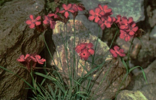 Wild-nelke Vorderseite