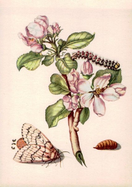 Maria Sibylla Merian (1647-1717): Apfelbaum mit Schwammspinner Vorderseite