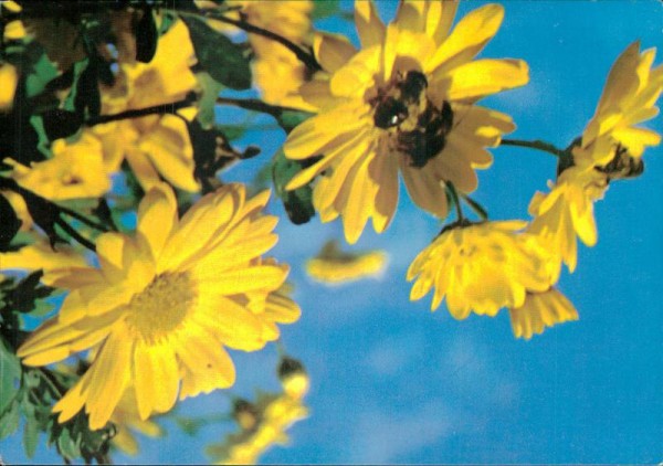 Gelbe Marguerite Vorderseite