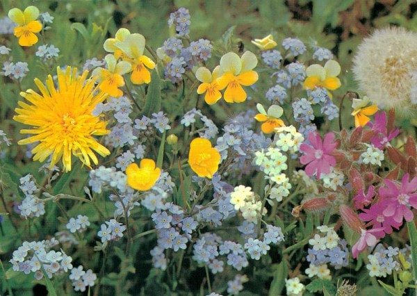 Wiesenblumen Vorderseite