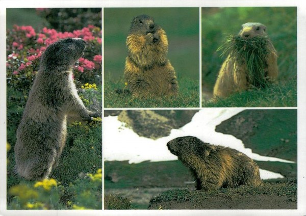 Murmeltiere Vorderseite
