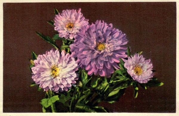 Aster Vorderseite