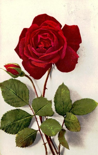 Rose Vorderseite