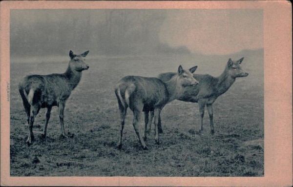 Rehe Vorderseite