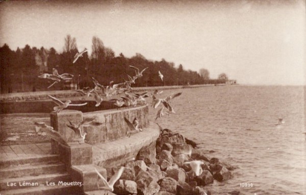 Lac Léman - Les Mouettes