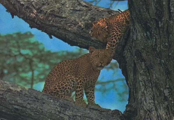 Leopard, Kenya Vorderseite