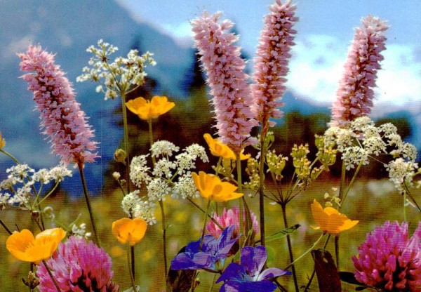 Wiesenblumen Vorderseite