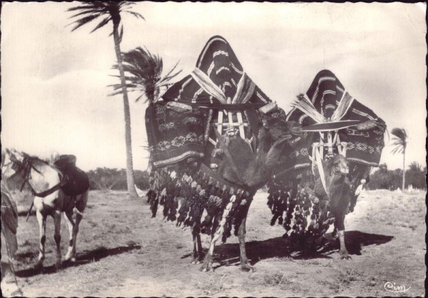 Bou-Saada Algerien - Kamele
