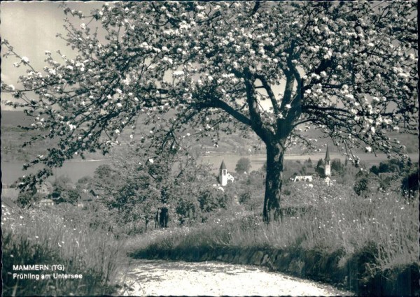 Mammern, Frühling am Untersee Vorderseite